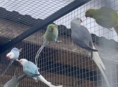 Малыши ожереловых попугайчиков