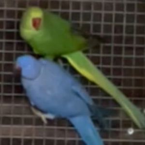 Малыши ожереловых попугайчиков