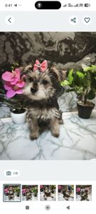 Очаровательные девчушки йоркширского терьера ищут дом! 🎀