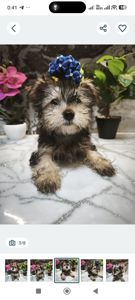 Очаровательные девчушки йоркширского терьера ищут дом! 🎀