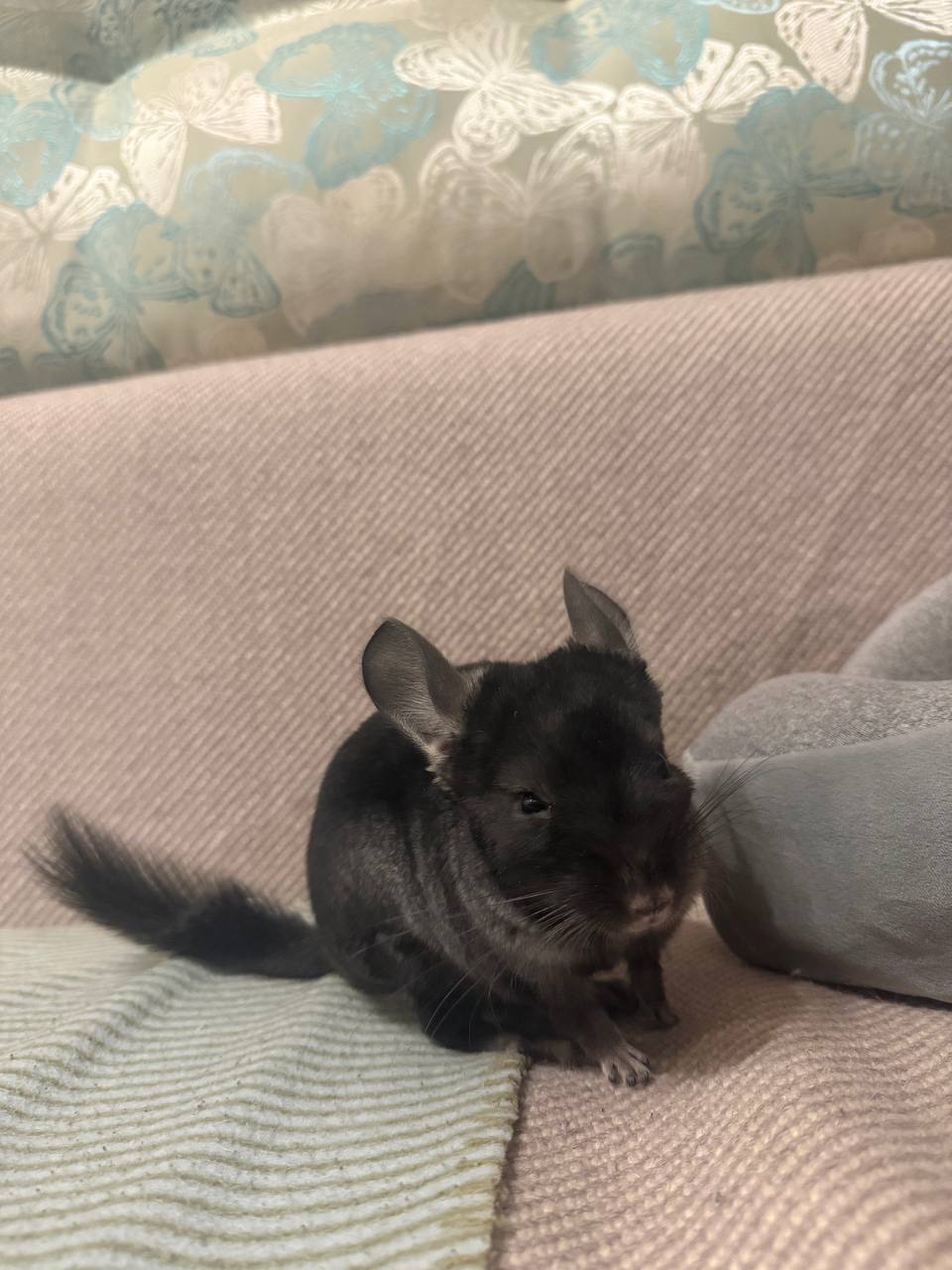 Шиншила хлопчик