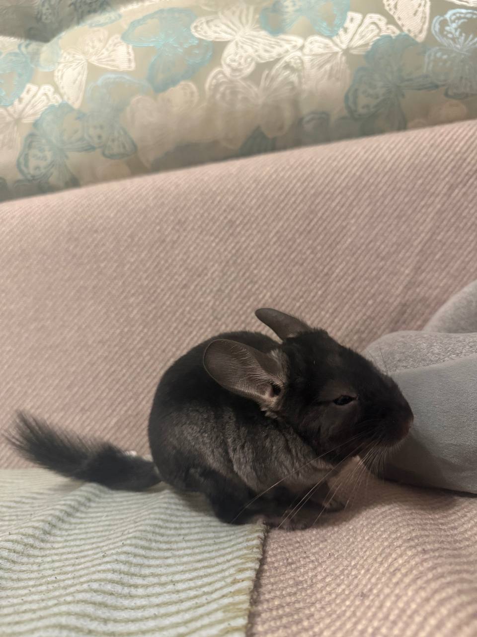 Шиншила хлопчик