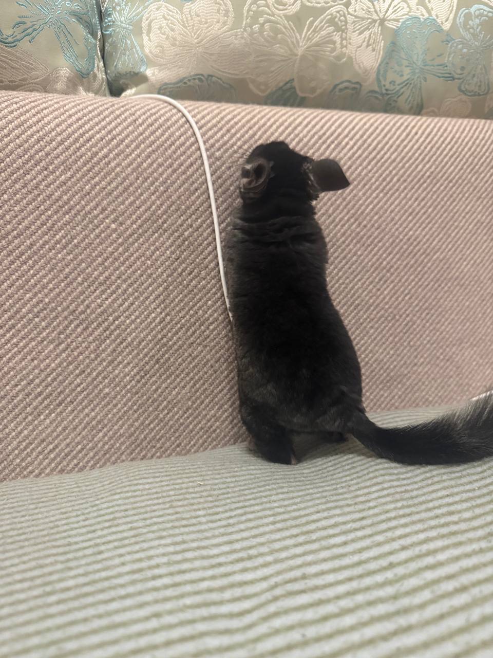 Шиншила хлопчик