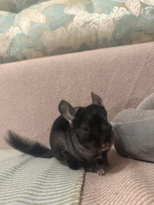 Шиншила хлопчик