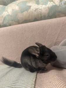 Шиншила хлопчик