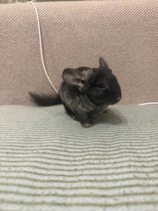 Шиншила хлопчик