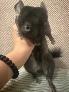 Шиншила хлопчик