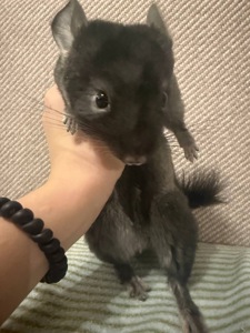 Шиншила хлопчик