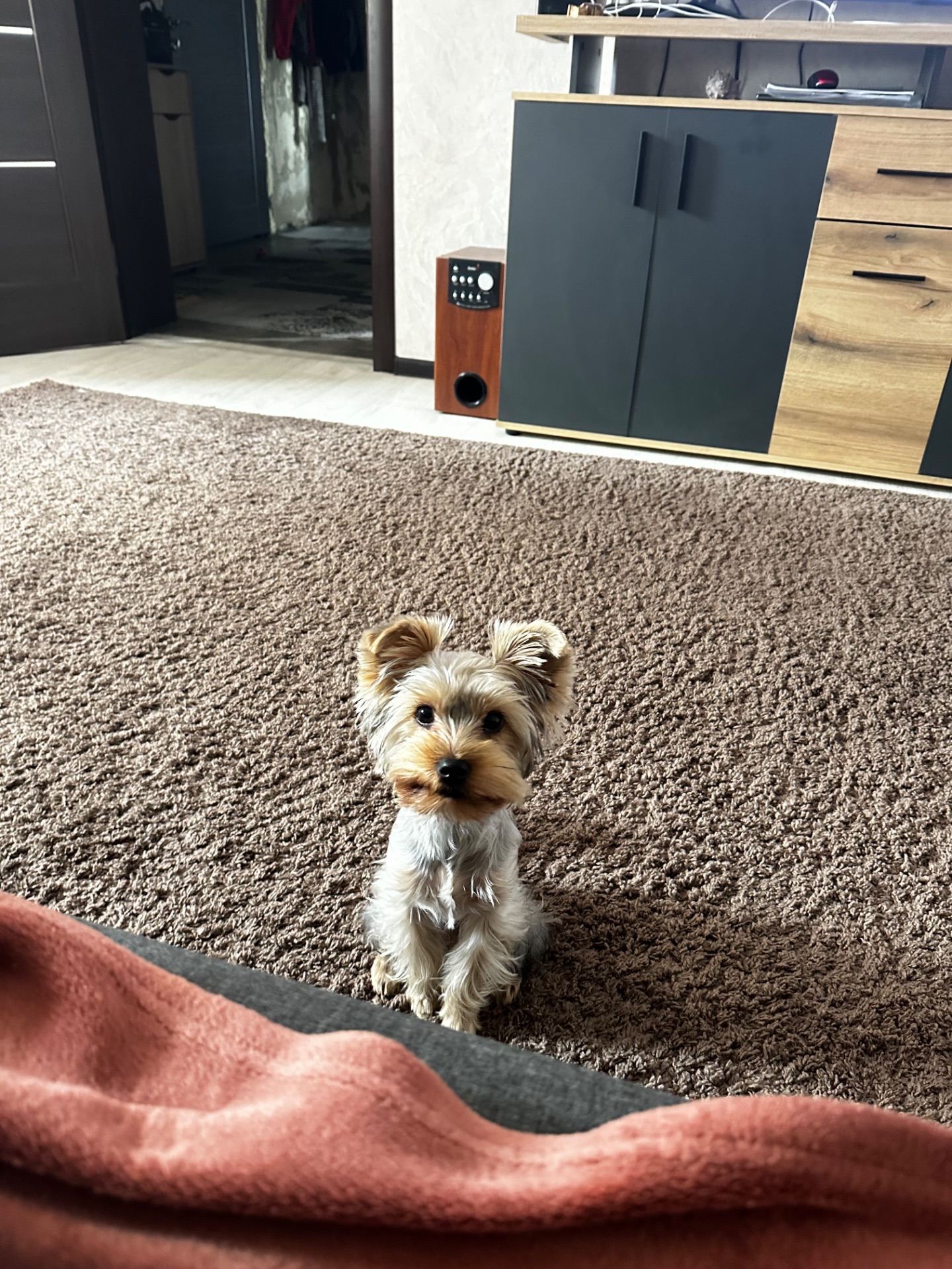 Продам Йорка