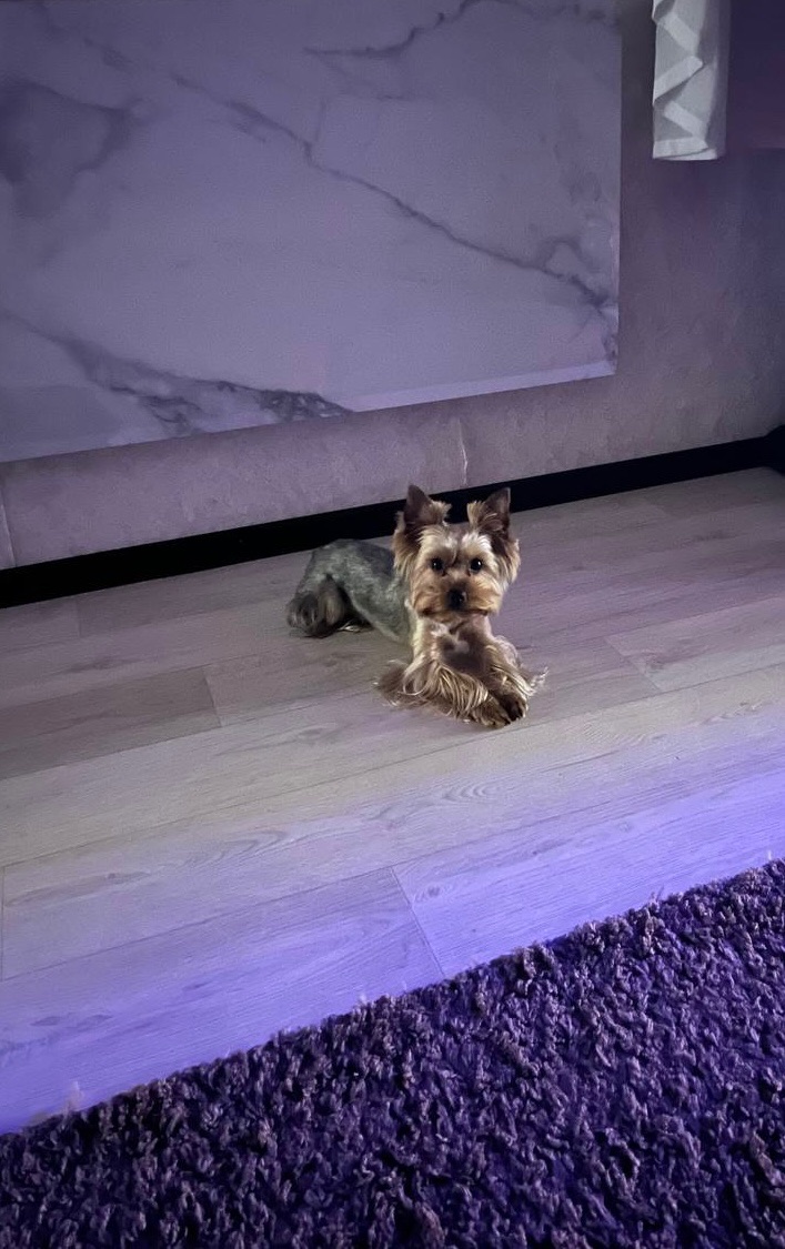 Продам Йорка