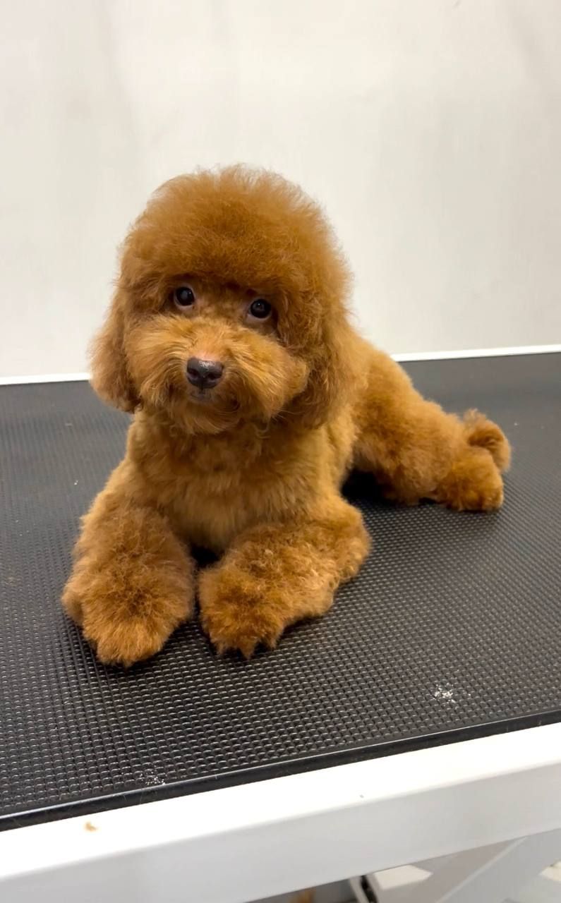 Хлопчик Той Пудель, red