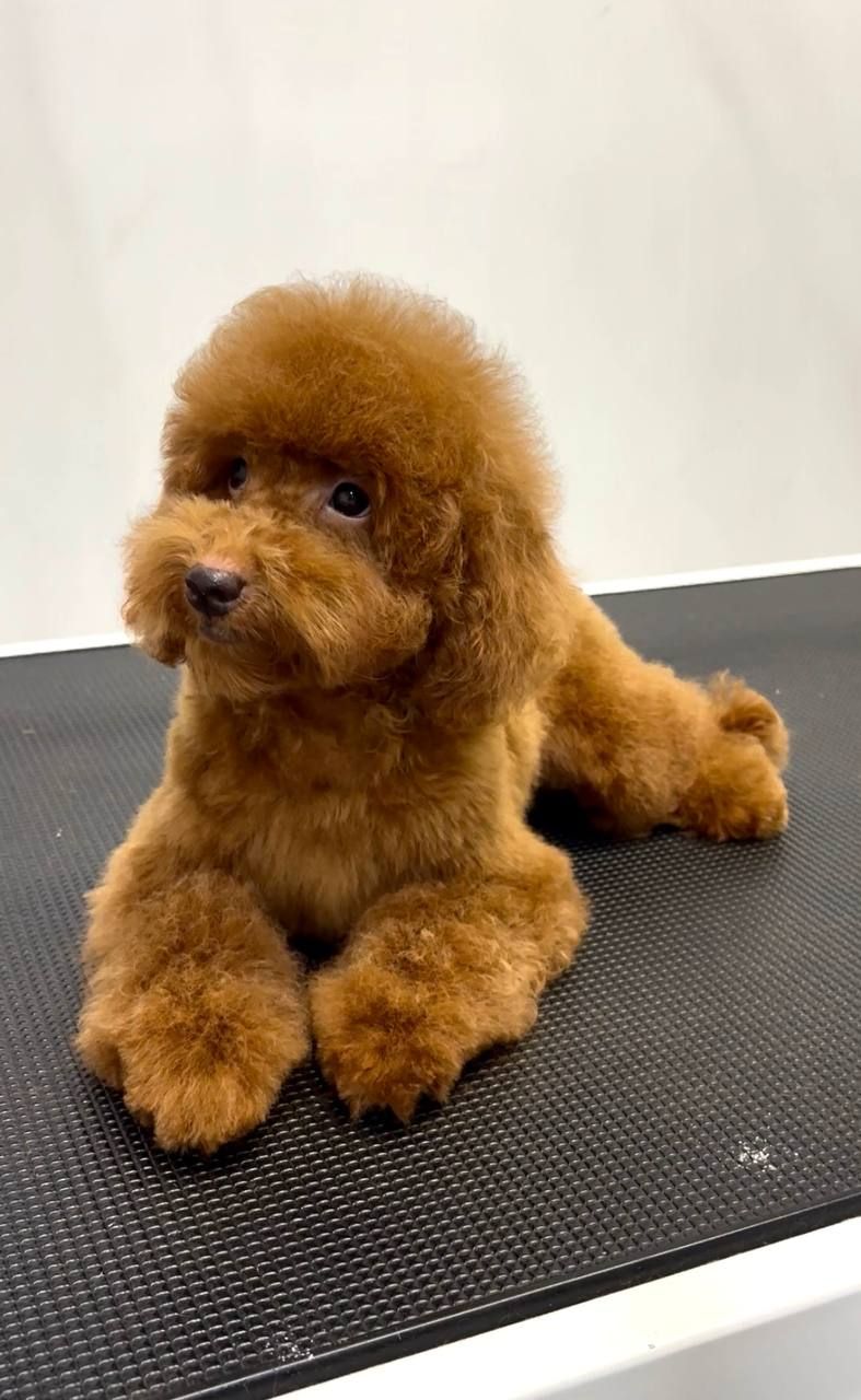 Хлопчик Той Пудель, red