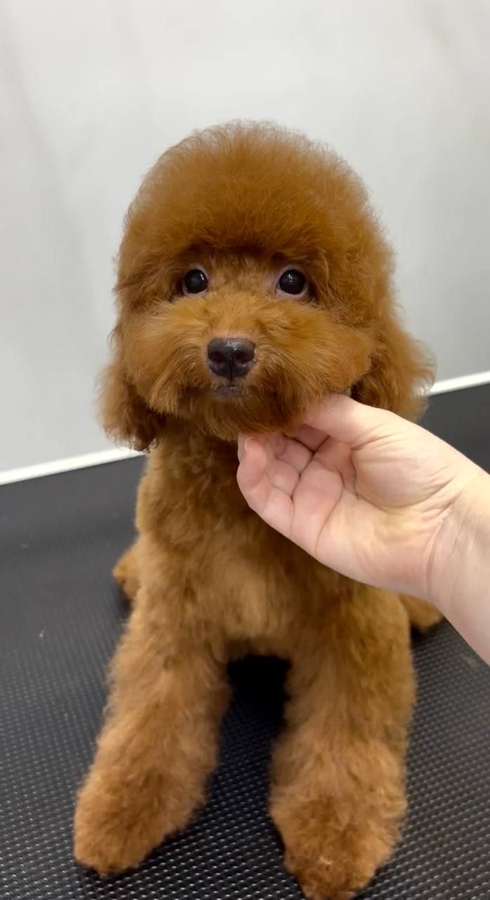 Хлопчик Той Пудель, red