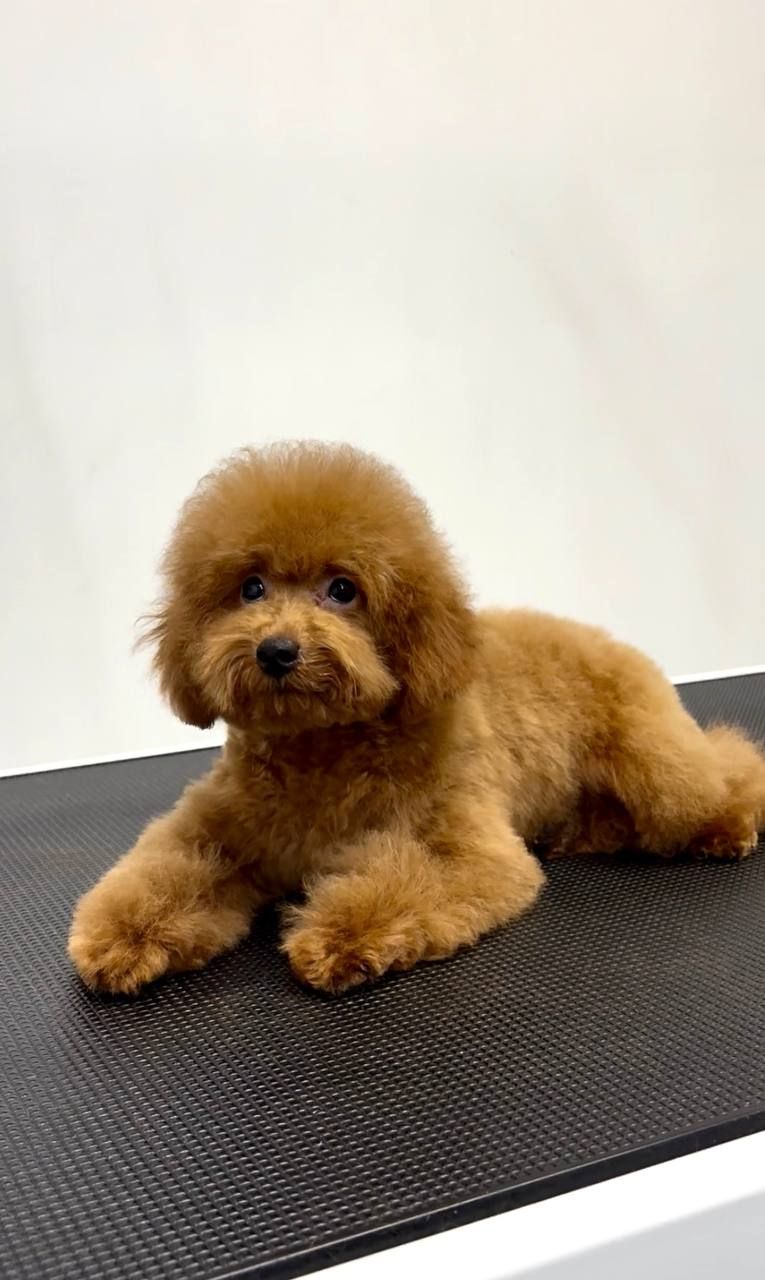 Червона дівчинка Той Пудель