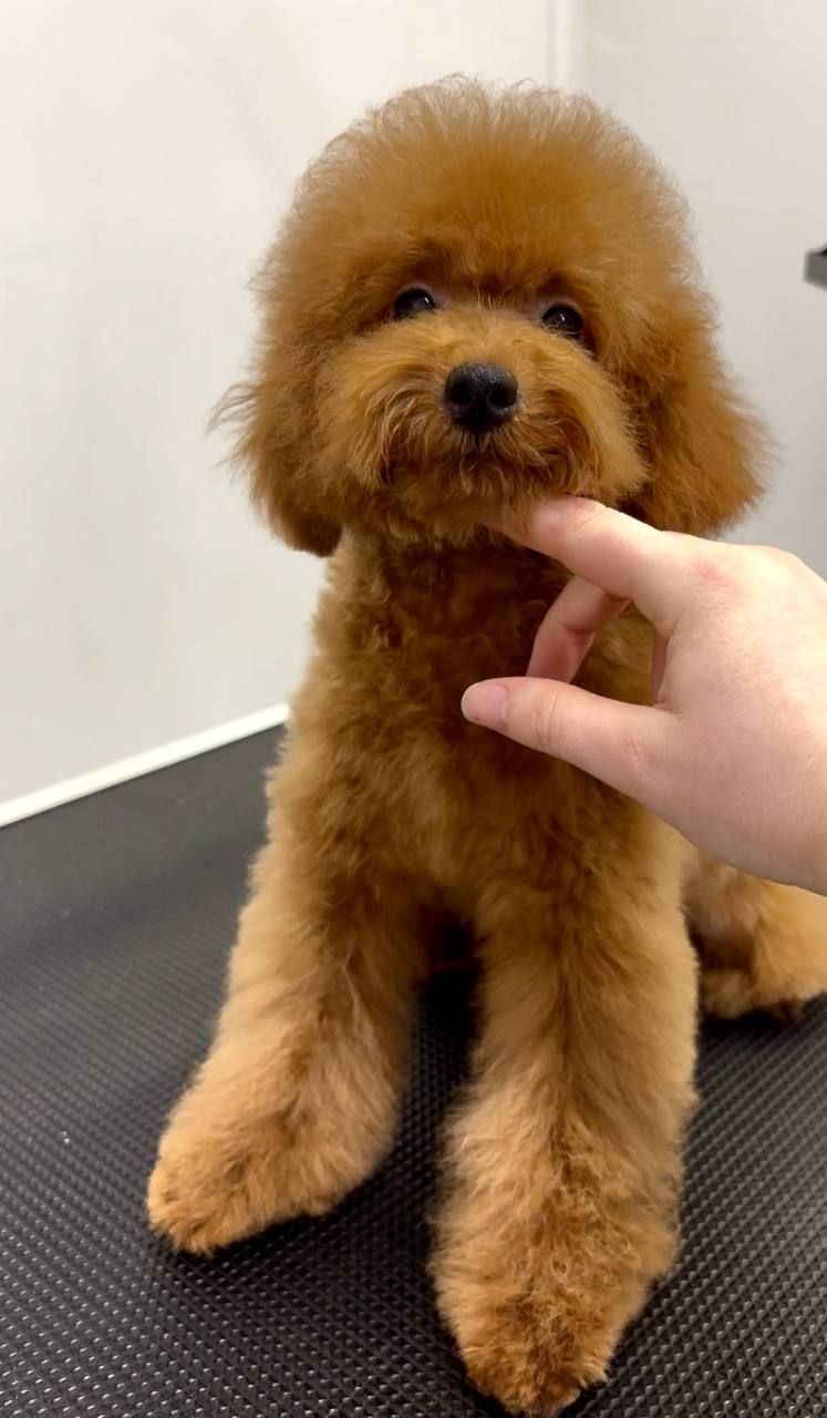 Червона дівчинка Той Пудель