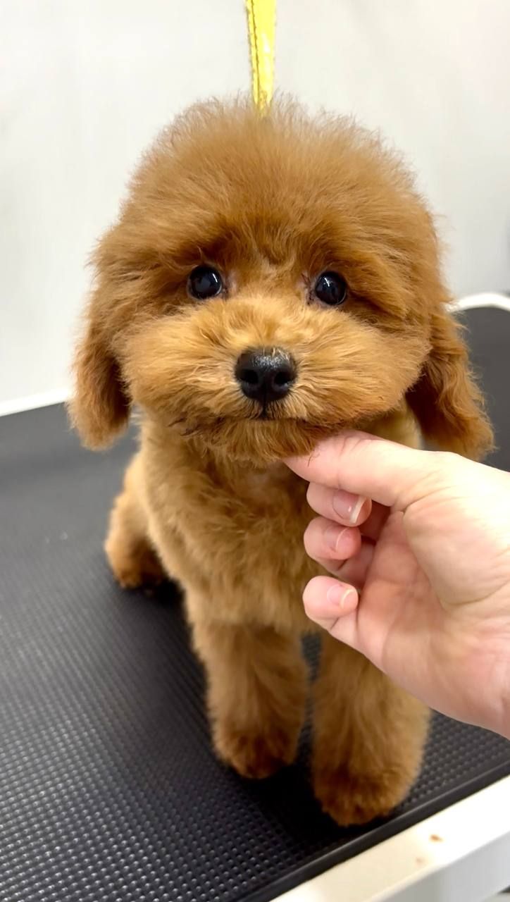 Пудель Той червоний хлопчик