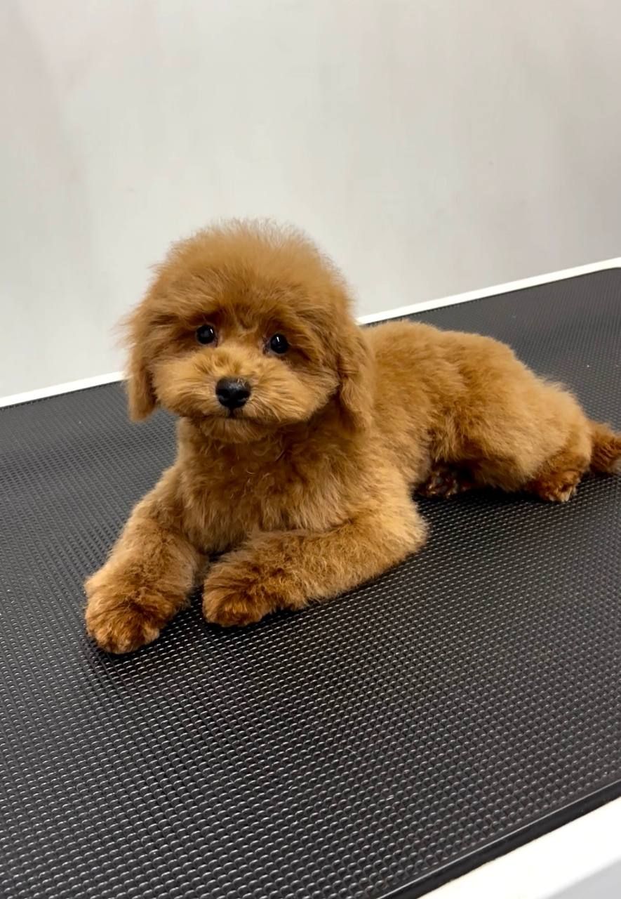 Пудель Той червоний хлопчик