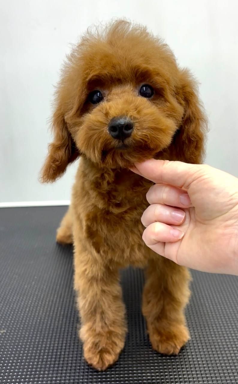 Пудель Той червоний хлопчик, КСУ