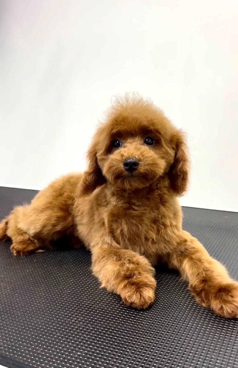 Пудель Той червоний хлопчик, КСУ