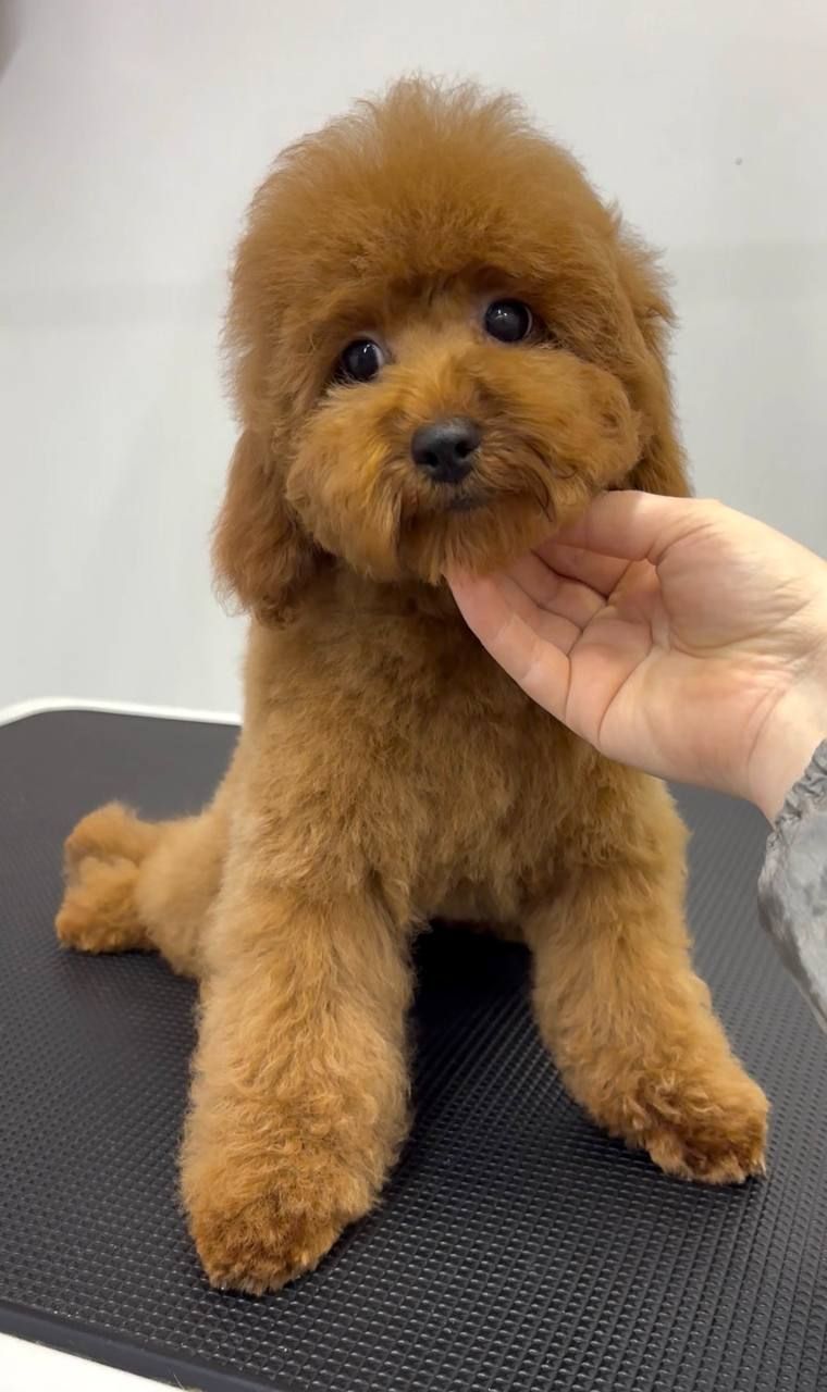 Пудель Той червона дівчинка, КСУ