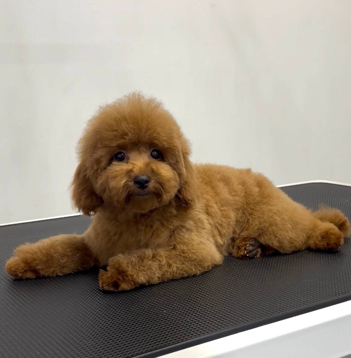 Пудель Той червона дівчинка, КСУ