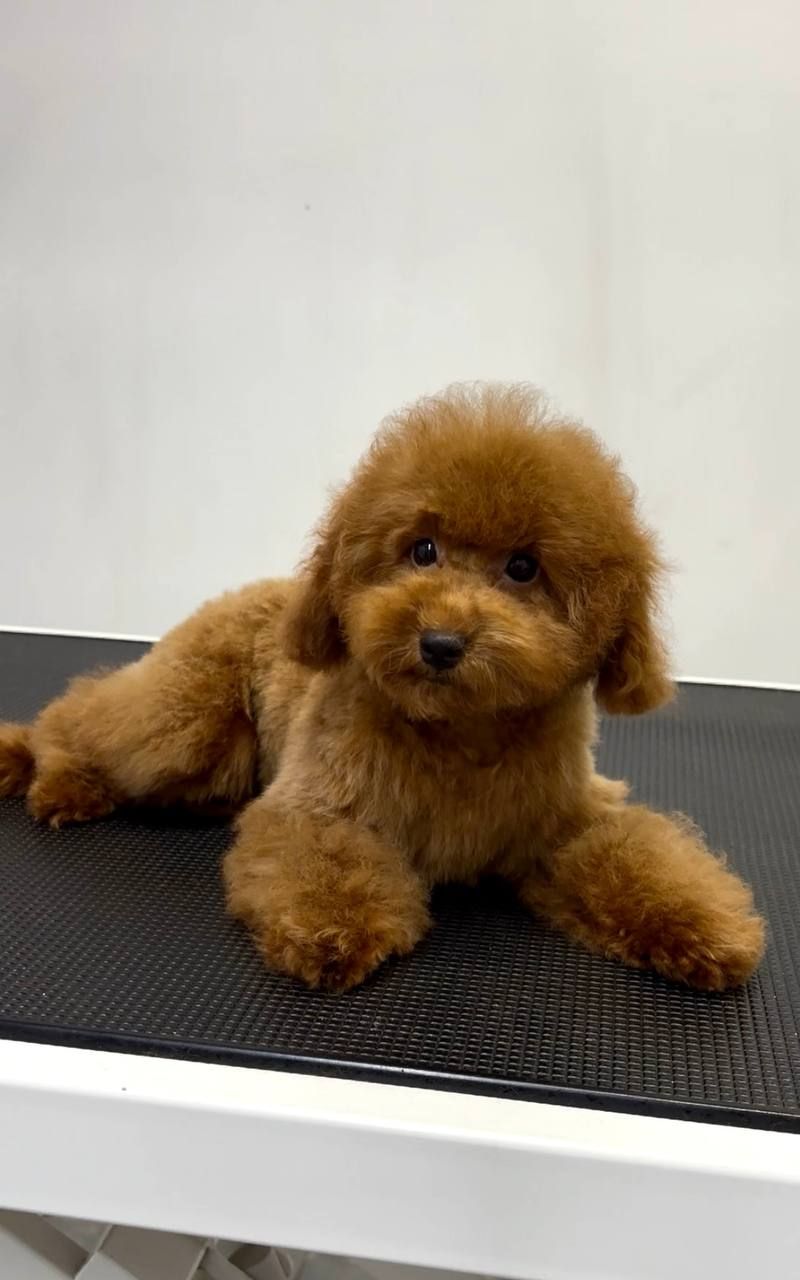 Пудель Той червона дівчинка