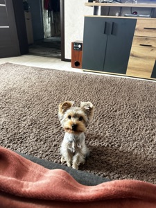 Продам Йорка