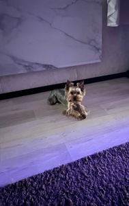 Продам Йорка