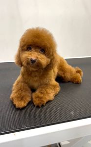 Хлопчик Той Пудель, red