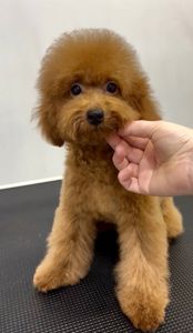 Червона дівчинка Той Пудель