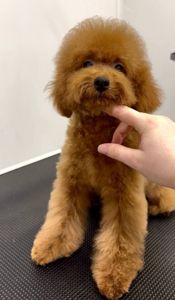 Червона дівчинка Той Пудель