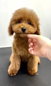 Пудель Той червоний хлопчик