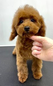 Пудель Той червоний хлопчик, КСУ