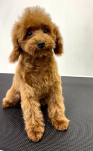 Пудель Той червоний хлопчик, КСУ