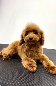 Пудель Той червоний хлопчик, КСУ