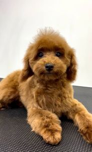 Пудель Той червоний хлопчик, КСУ