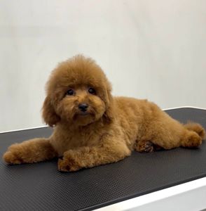 Пудель Той червона дівчинка, КСУ