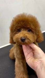 Пудель той дівчинка, red КСУ 4 місяці