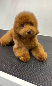 Пудель той дівчинка, red КСУ 4 місяці