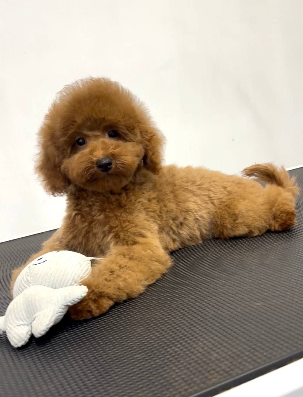 Пудель Той хлопчик, Red КСУ