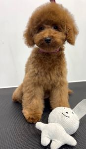 Пудель Той хлопчик, Red КСУ