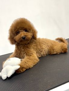 Пудель Той хлопчик, Red КСУ