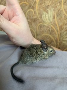 Чилійська білочка, дегу