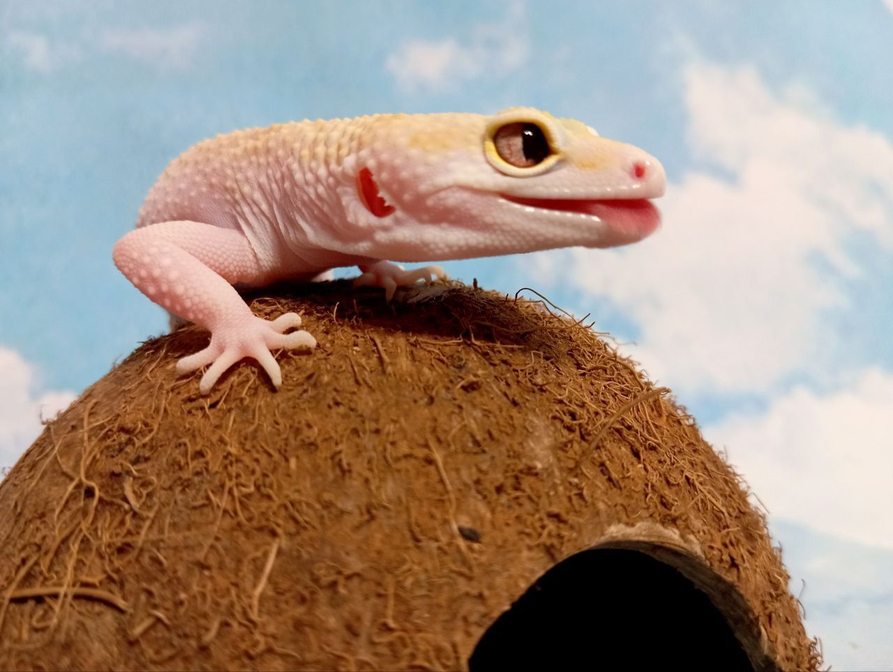 Леопардовый геккон эублефар