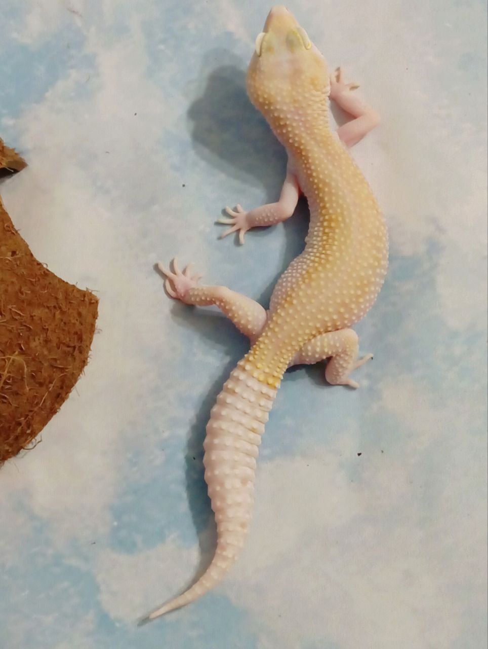 Леопардовый геккон эублефар