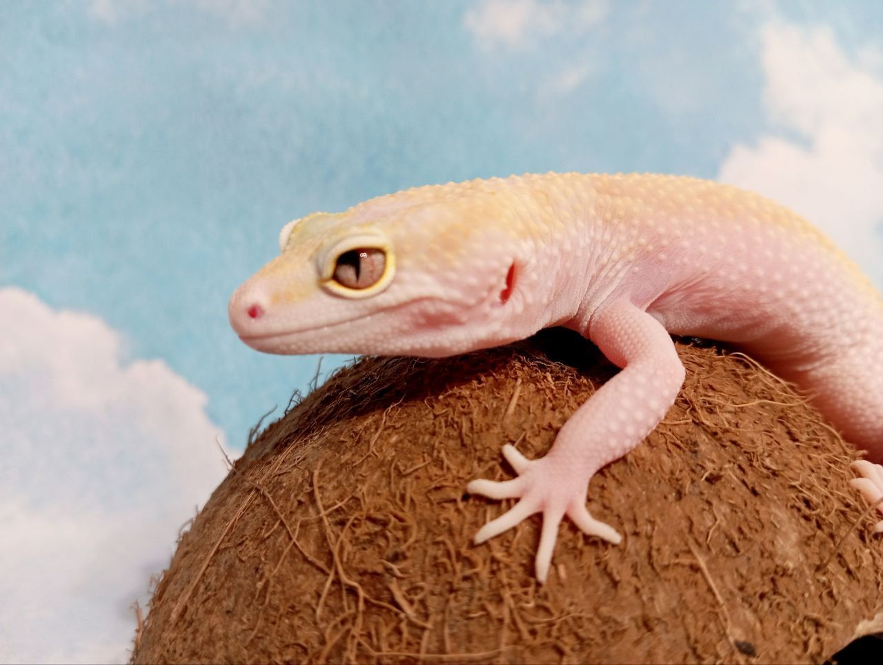 Леопардовый геккон эублефар