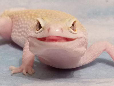 Леопардовый геккон эублефар