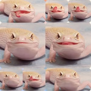 Леопардовый геккон эублефар