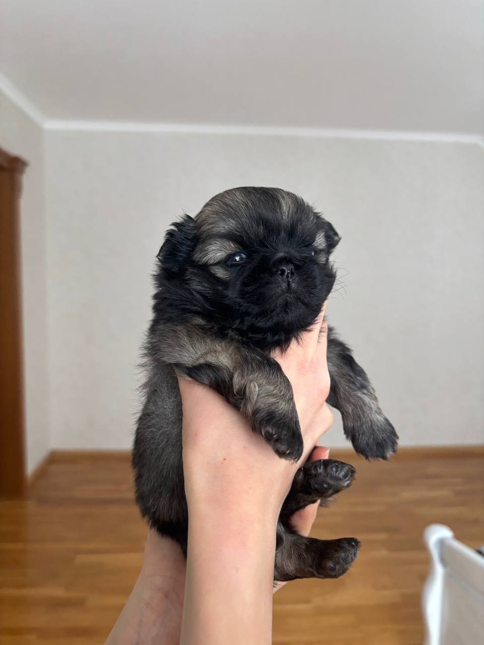 Цуценя пекінеса