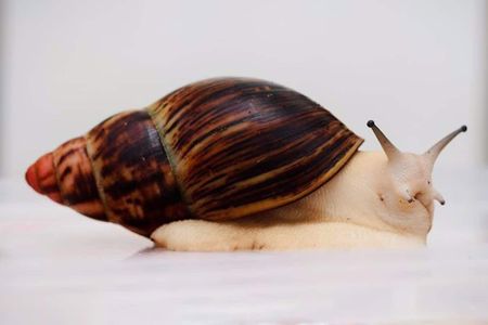 Архахатина улитка